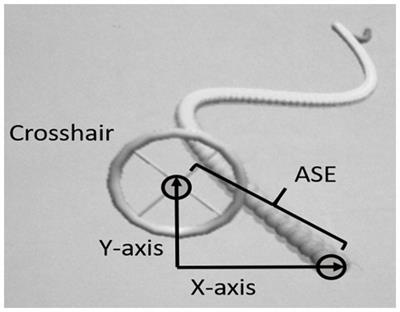 Bilateral Interference in Motor Performance in Homologous vs. Non-homologous Proximal and Distal Effectors